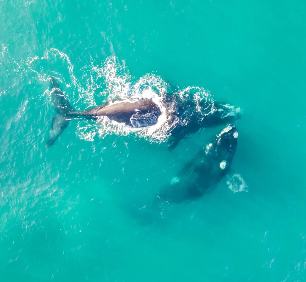 Whale Watching