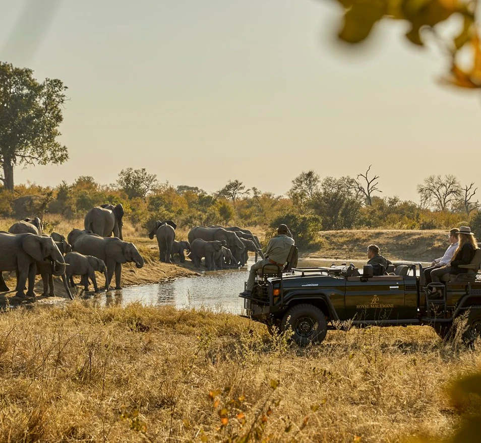 Safari drives with the big 5